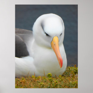 Poster Albatross Bird au large de la côte néo-zélandaise