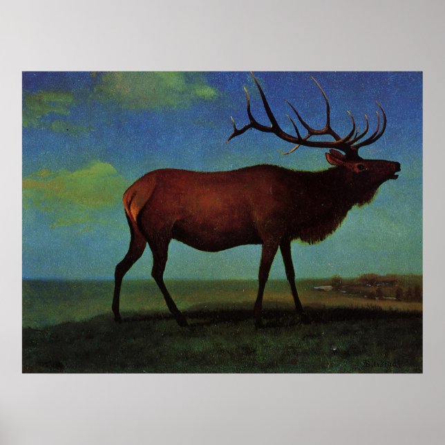 Poster Albert Bierstadt, Elk (Devant)
