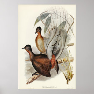 Poster Albert Lyre-Bird (Menura Alberti) illustré par E