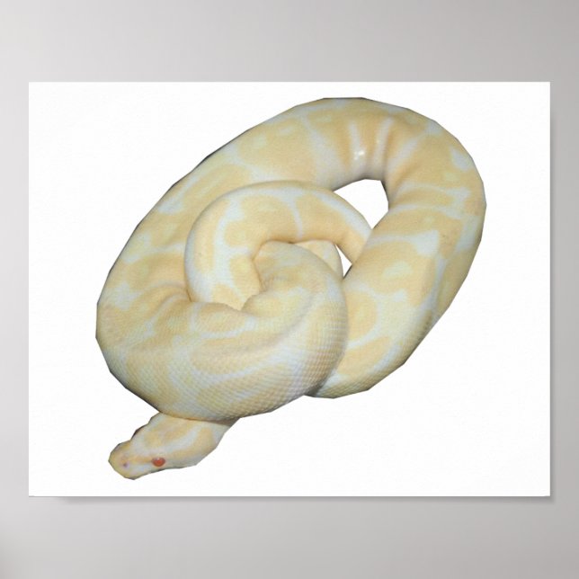 Poster Albino Bumble Bee (Devant)