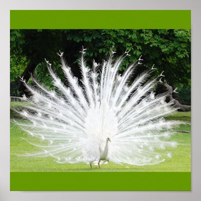 Poster Albino-Peacock (Devant)