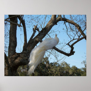 Poster Albino Peacock dans un arbre