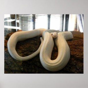 Poster Albino Snake