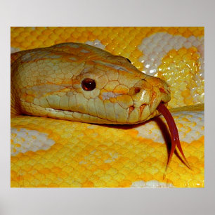 Poster Alboino Burmese Python Snake