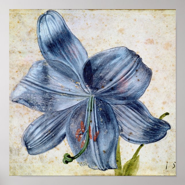 Poster Albrecht Durer - Étude D'Une Lily (Devant)