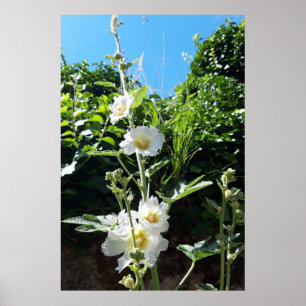 Poster Alcea Alba, la fleur de Rose trémière