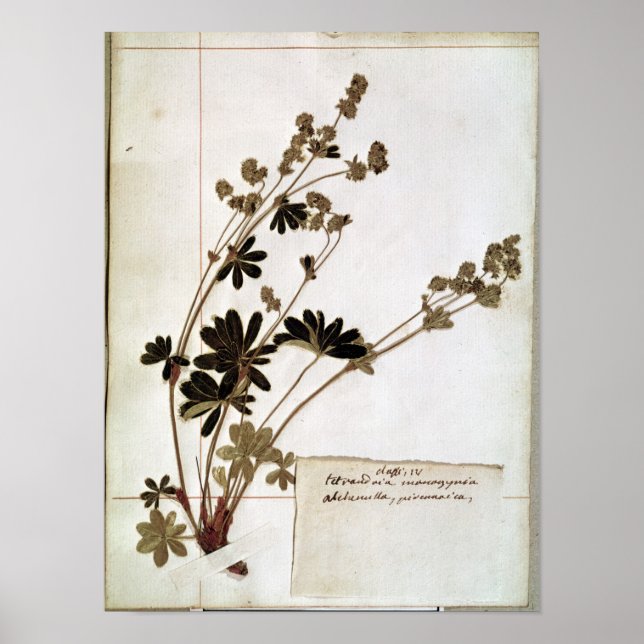Poster Alchemilla, d'un Herbarium (Devant)