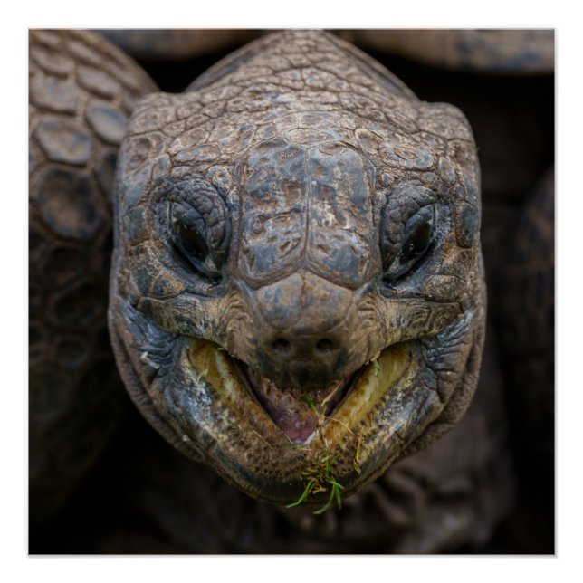 Poster Aldabra Tortoise Giant Puzzle (Devant)