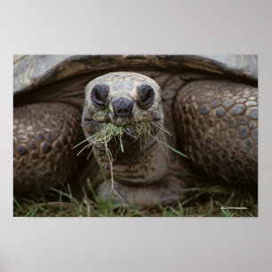 Poster Aldabra Tortoise Pâturage