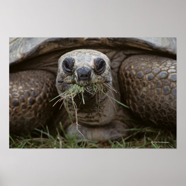 Poster Aldabra Tortoise Pâturage (Devant)