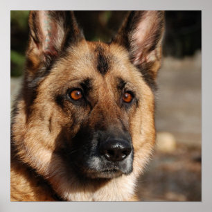 Poster Alert German Shepherd