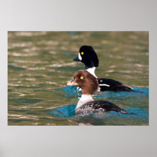 Poster Alert Goldeneye
