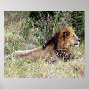 Poster alerte de lion