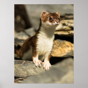Poster Alerte Weasel