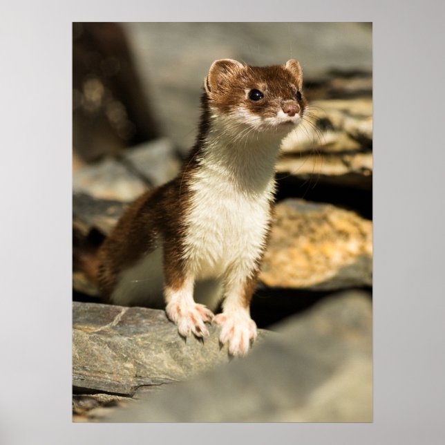 Poster Alerte Weasel (Devant)