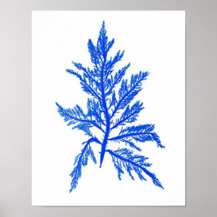 Poster Algues bleues Imprimer No 7 Botanique Côtière Impr