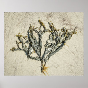 Poster Algues sur une plage de sable du Maine