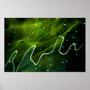 Poster Algues vertes et eau wapcn
