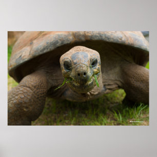 Poster Alimentation Aldabra Tortoise