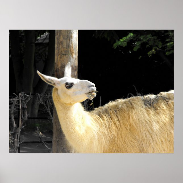 Poster Alimentation de lama (Devant)