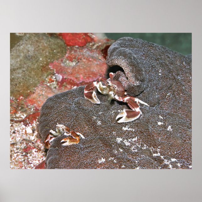 Poster Alimentation des crabes (Devant)
