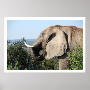 Poster Alimentation des éléphants, Afrique du Sud