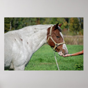 Poster Alimentation du cheval