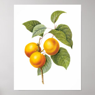 Poster Aliments anciens Fruits, Abricot Pêche par Redoute
