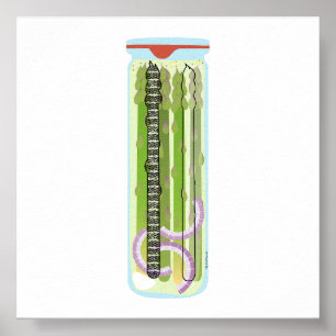 Poster Aliments de canne - Asperges cuites