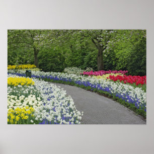 Poster Allée de trottoir à travers les tulipes et les jon