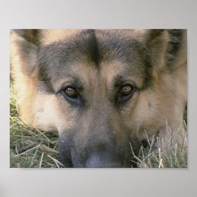 Poster Allemand Shepard (Devant)