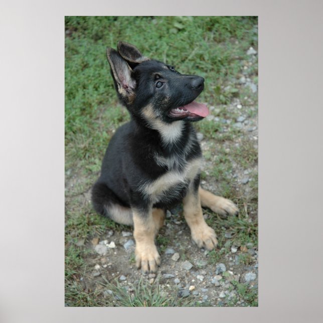 Poster allemand Shepherd (Devant)