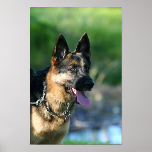 poster allemand Shepherd