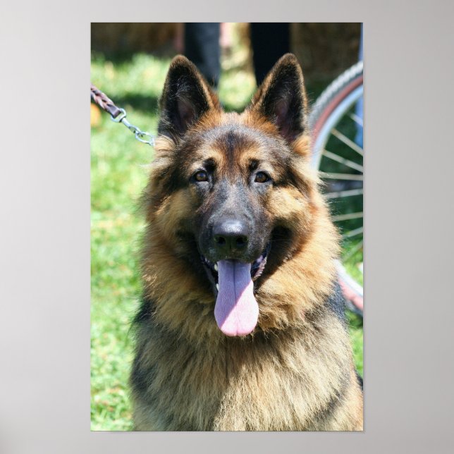 poster allemand Shepherd (Devant)