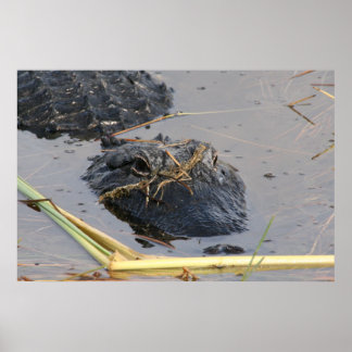 Poster Alli l'affiche Gator