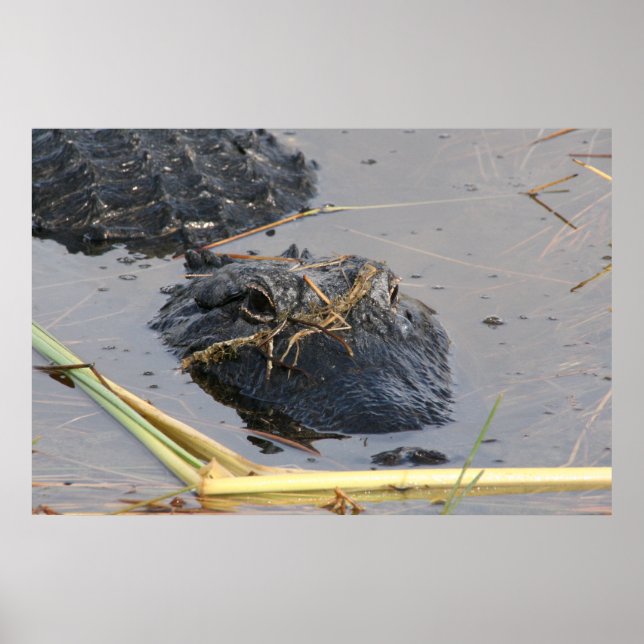 Poster Alli l'affiche Gator (Devant)