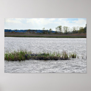 Poster Alligator à Bear Island, Caroline du Sud