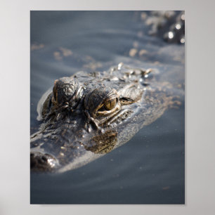Poster Alligator Américain Vibrant Qui Se Trouve Dans L'E