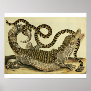 Poster Alligator and Snake, 1730 (gravure en couleur)