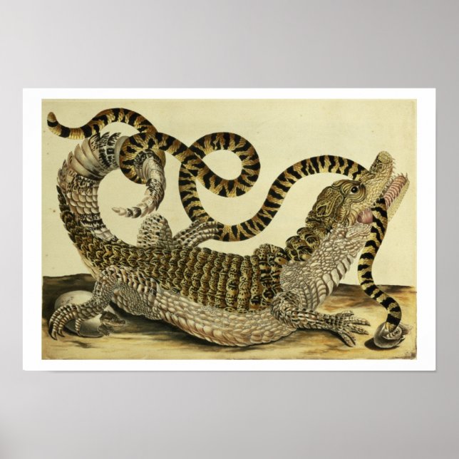 Poster Alligator and Snake, 1730 (gravure en couleur) (Devant)