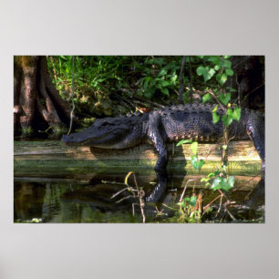 Poster Alligator après-midi, Everglades, Floride