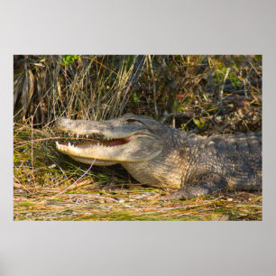 Poster Alligator, Canaveral National Seashore, Floride