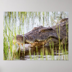 Poster Alligator Crocodiles Wildlife Africa