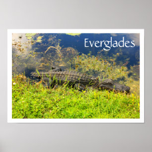 Poster Alligator dans le Parc National des Everglades, Fl