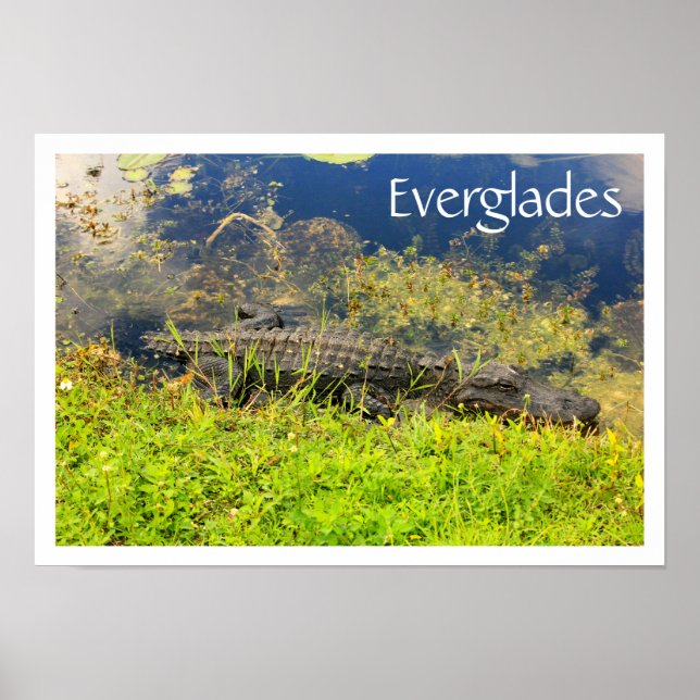 Poster Alligator dans le Parc National des Everglades, Fl (Devant)