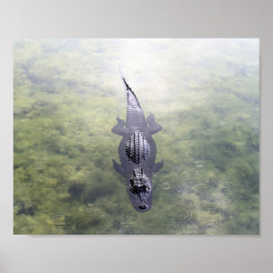 Poster Alligator dans le trou bleu, Big Pine Key, Floride