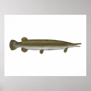 Poster Alligator Gar