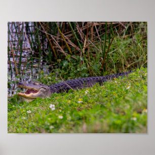 Poster Alligator Grass Viera Wetlands Floride