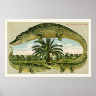 Poster Alligator Imprimer 1
