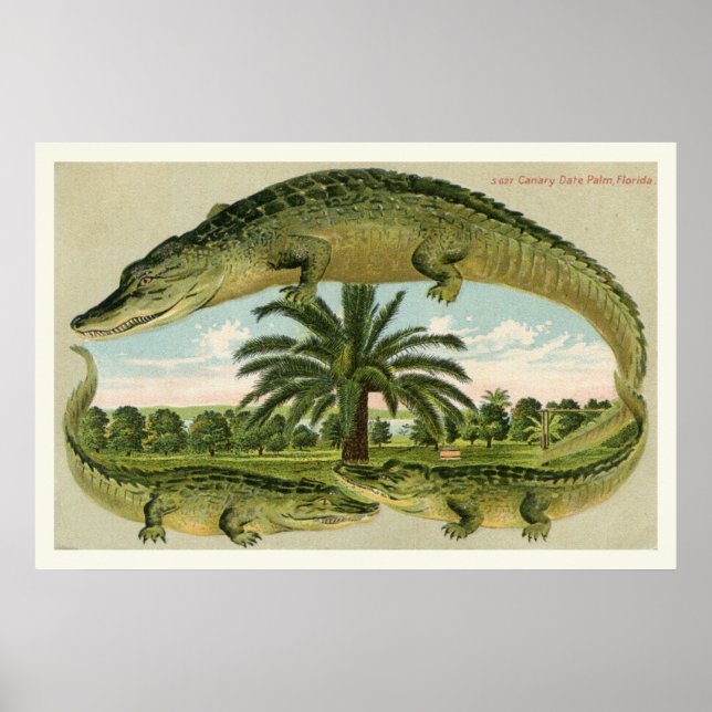 Poster Alligator Imprimer 1 (Devant)